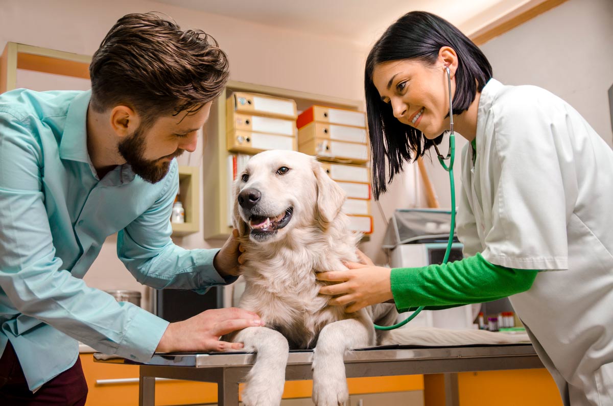 Top 5: Steps to Launching in the Animal Health Market