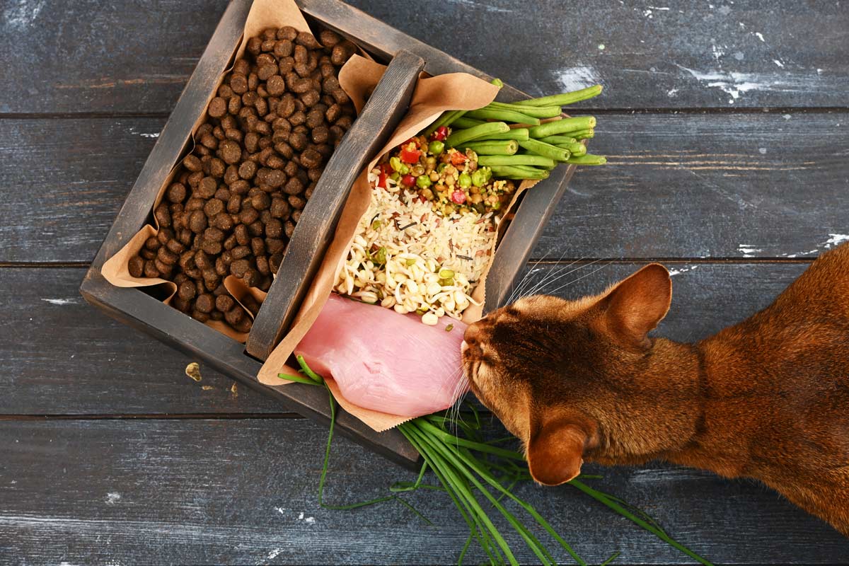 gyldige mørke Effektivt What to Know About Fad Pet Diets | EPiQ Animal Health