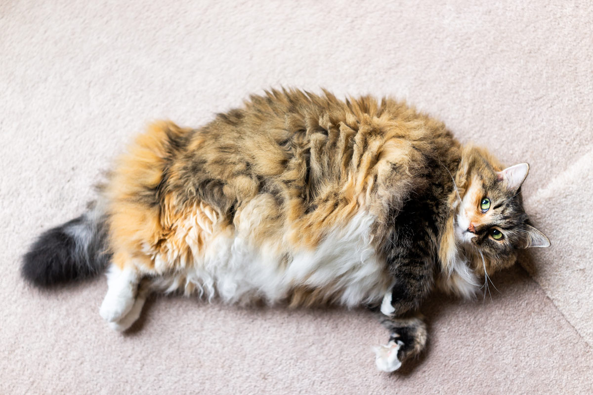 how to get a cat to lose weight