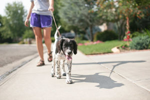 Woman walks dog on sidewalk