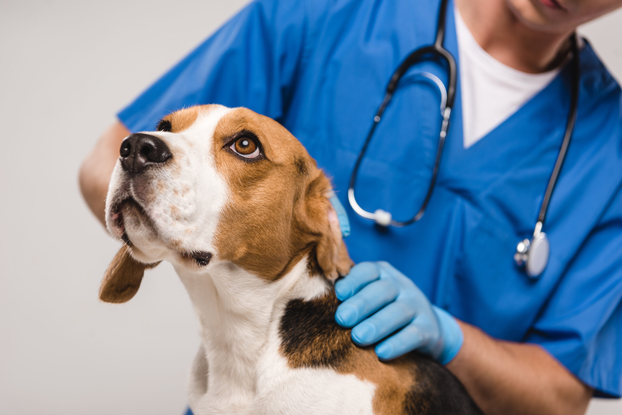 Dog being examined by Vet